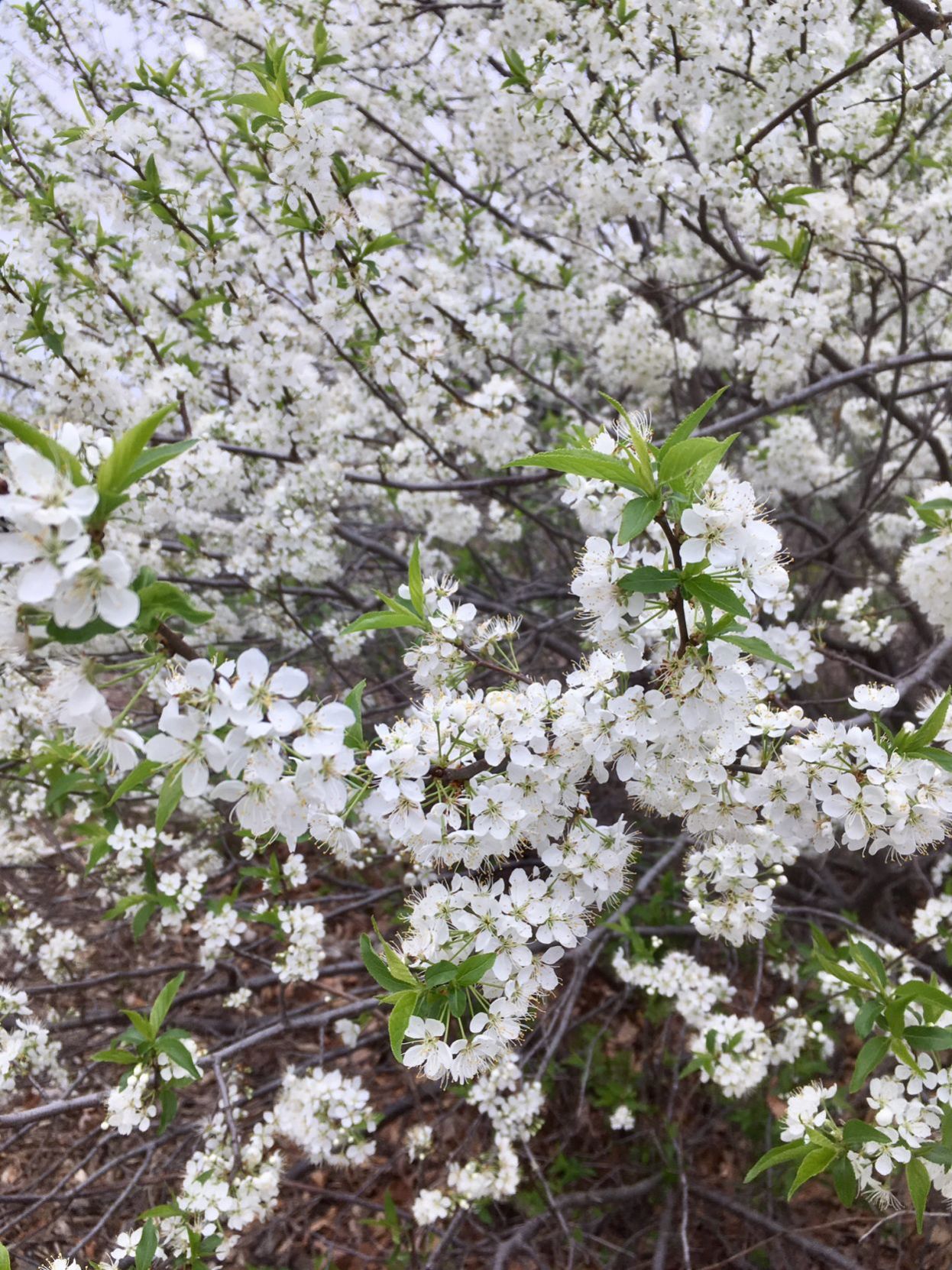 Plum, Chickasaw